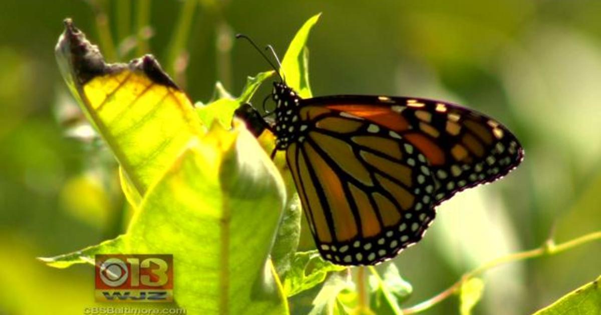 CSUN Student Receives Grant to Increase Habitat for Butterfly