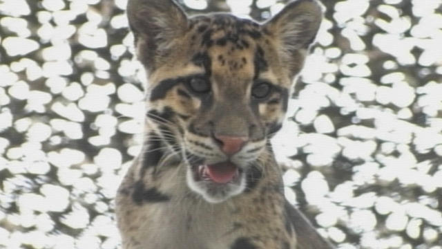 clouded-leopard-cub.jpg 
