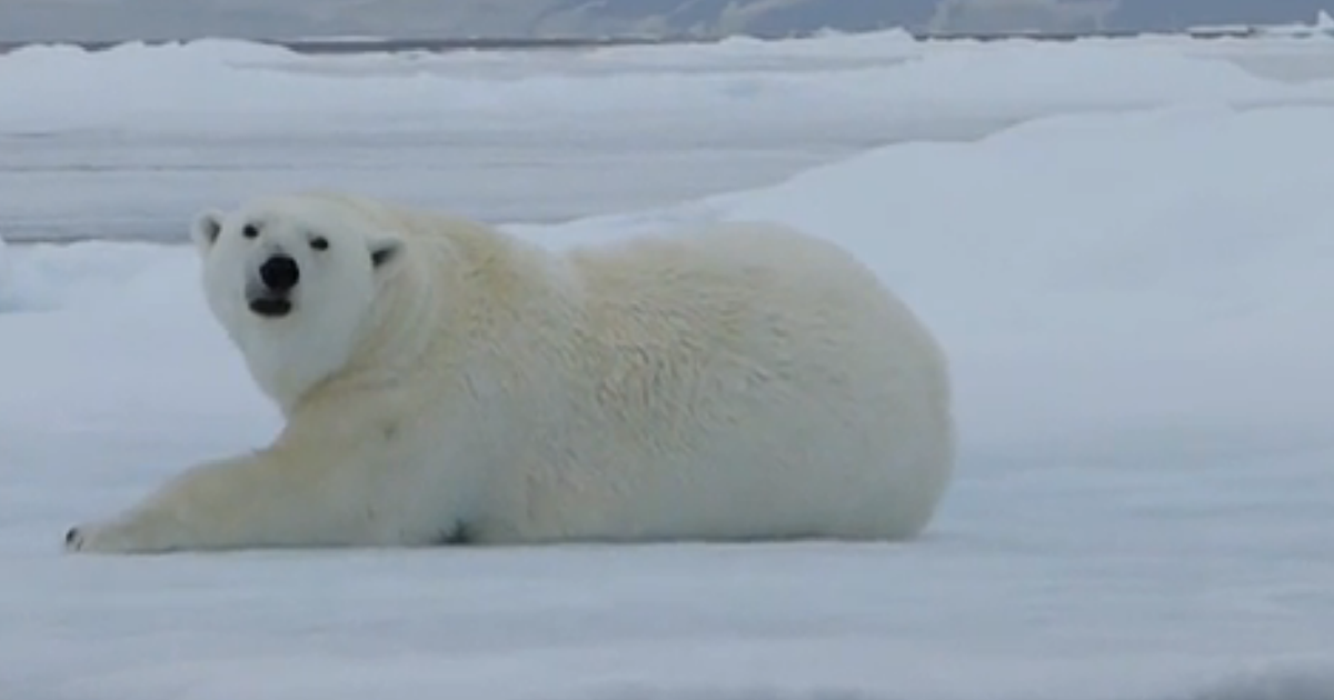 Polar bears can now be identified by DNA left in their paw prints
