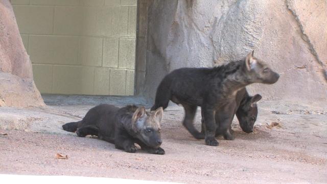 zoo-hyena-cubs-6vo-consolid.jpg 