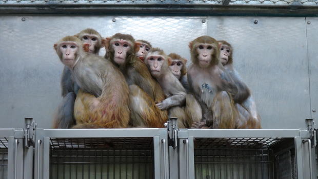Inside an NIH primate lab 