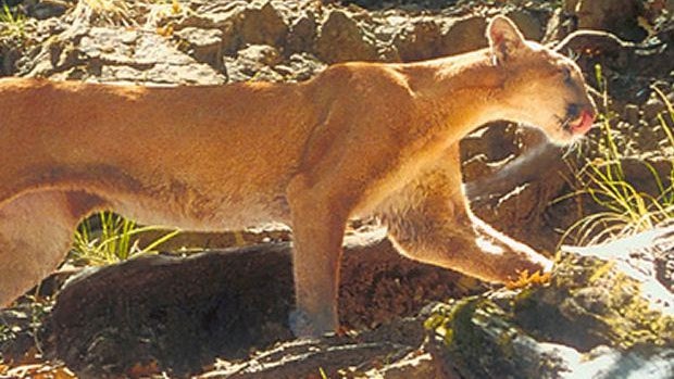 mountain-lion.jpg 