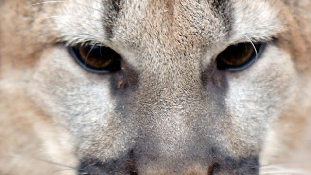 animal-cougar.jpg 