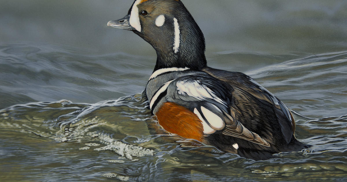 Minnesota Waterfowl Season Opens Saturday; Duck Numbers Up CBS Minnesota