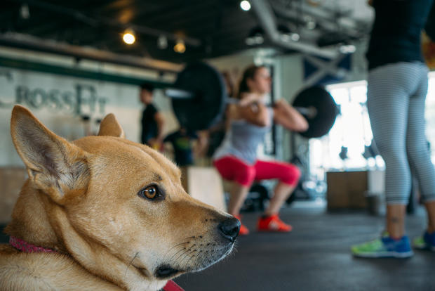 dog town crossfit 