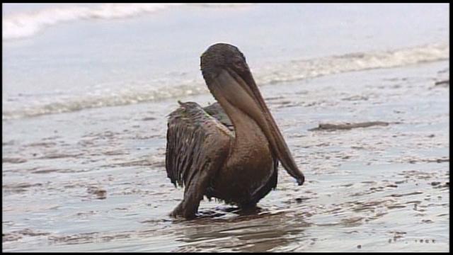 pelican-during-oil-spill.jpg 
