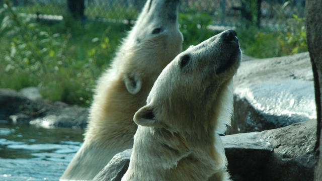 polar-bears-como-zoo.jpg 