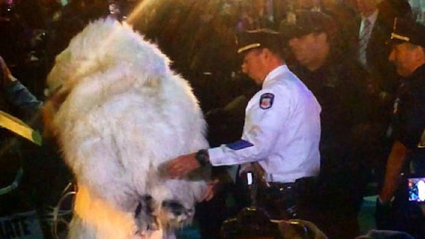 polar-bear-arrest.jpg 