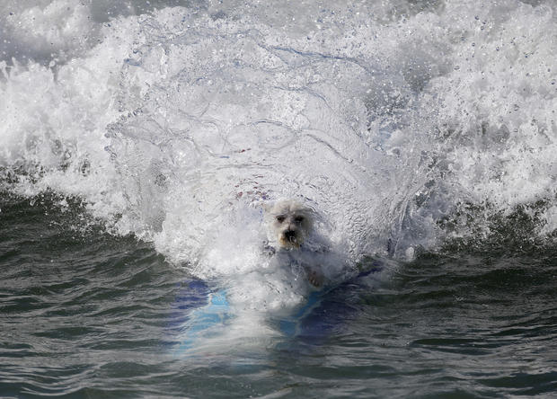 Surf City surf dog contest 