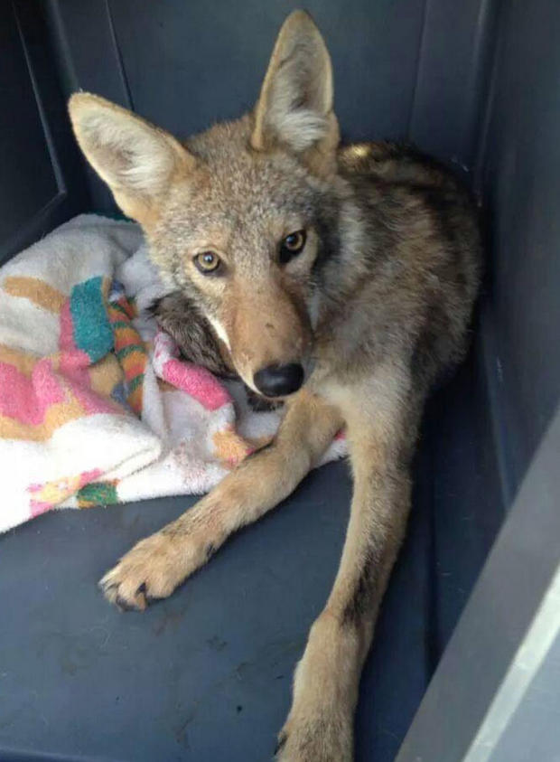 Coyote Caught In Bumper 