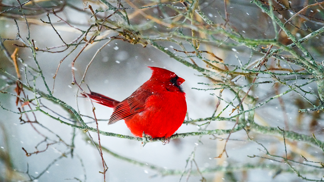 Photographer Kevin Fleming finds beauty in the wild 
