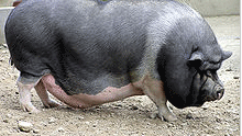 pot-bellied.gif 