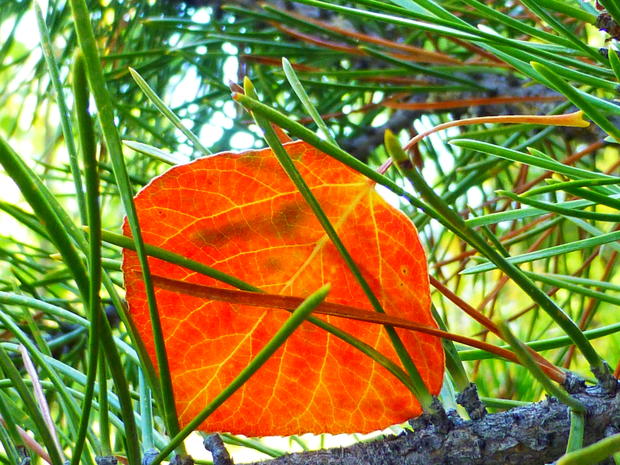 aspen-leaf-in-the-pines.jpg 