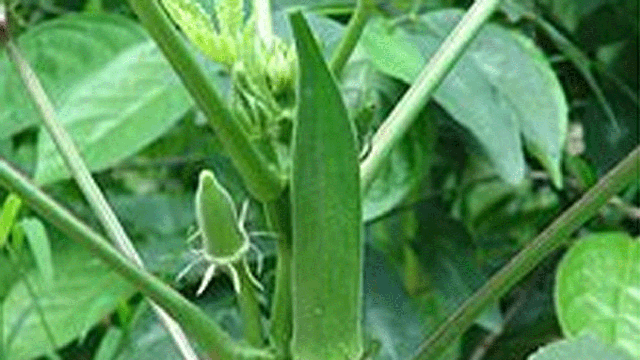 okra.gif 
