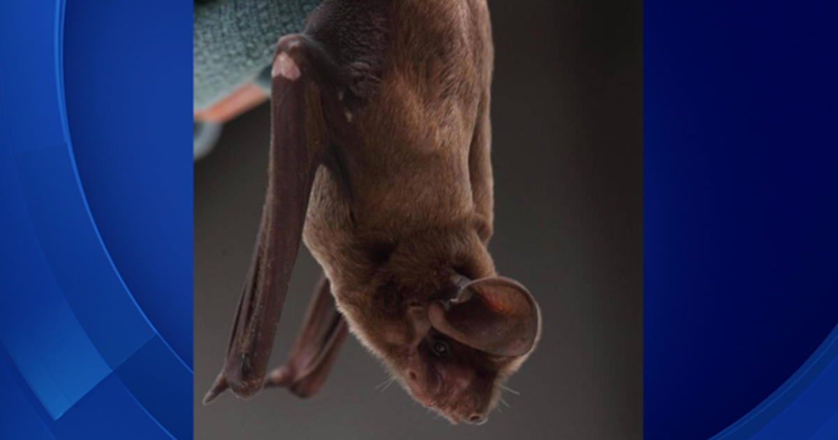 Threatened by urban sprawl? Lawsuit seeks protection for bats only found in South Florida