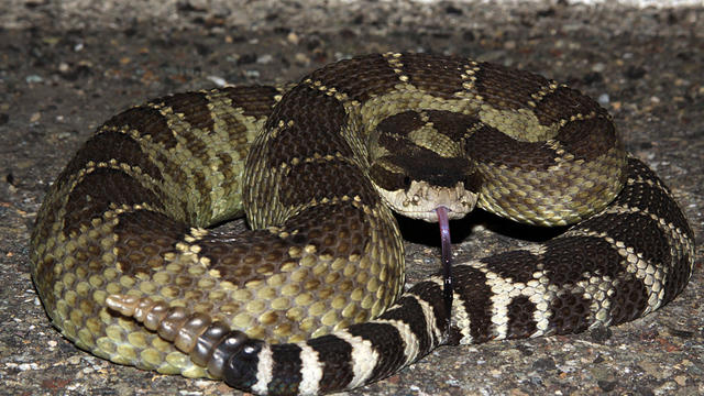 rattlesnake1.jpg 