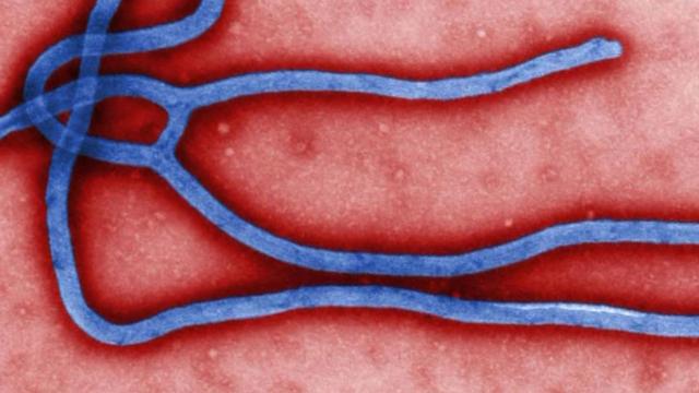 ebola.jpg 