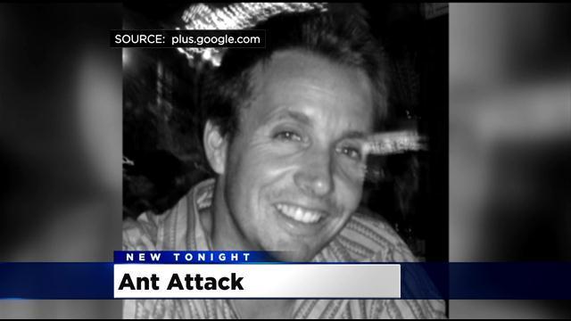 ant-attack.jpg 
