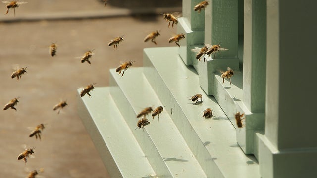 bees82041216.jpg 