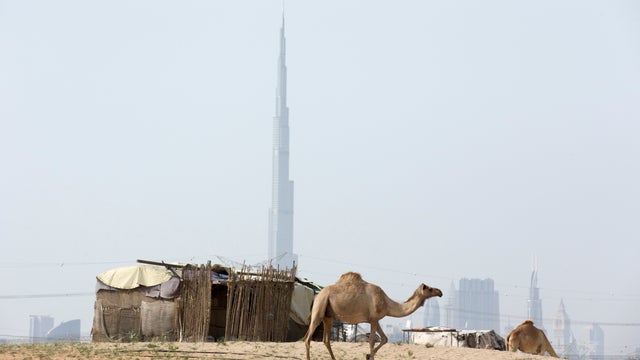 A basic dwelling of a camel handler is pictured with the Burj Khalifa in the back ground as a camel walks past 