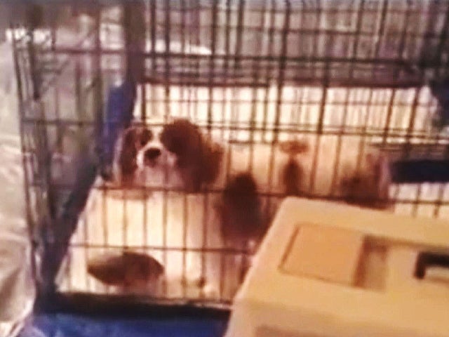 ctm1015eboladoggrab.jpg 