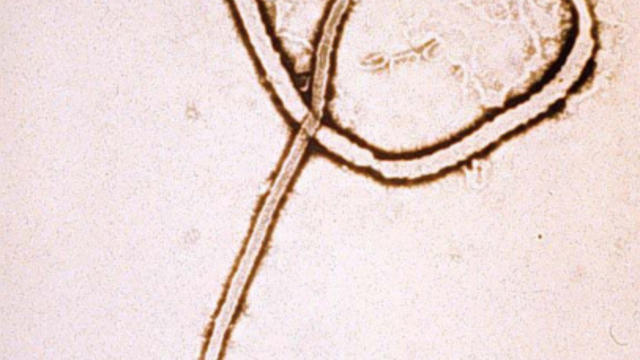 ebola-virus.jpg 