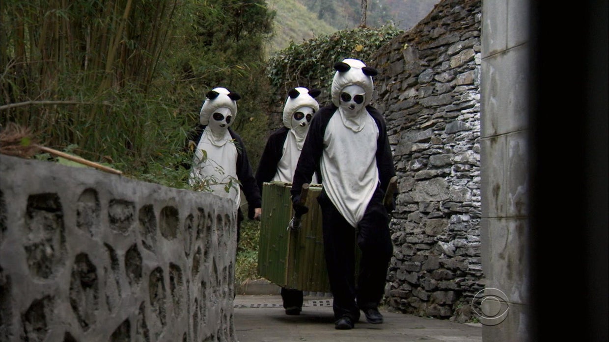 Training Pandas For The Wild Cbs News Training Pandas For The Wild Cbs News