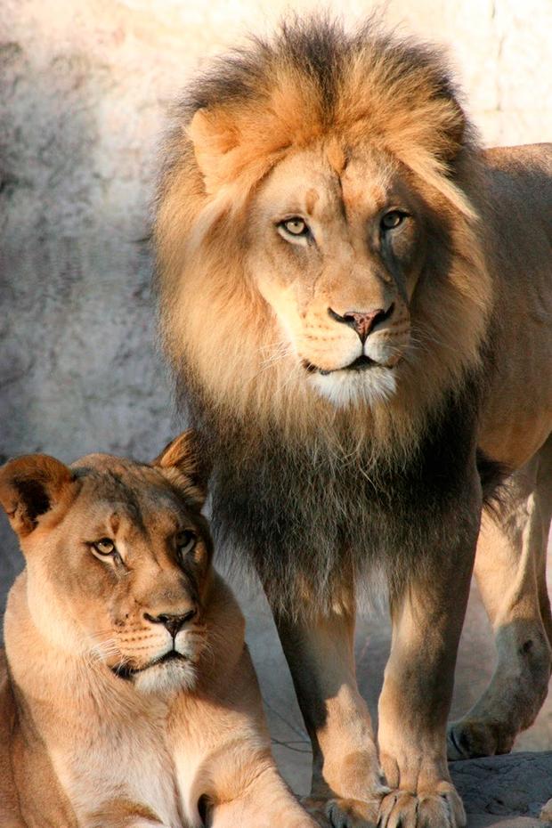 The lion cubs' proud parents. 