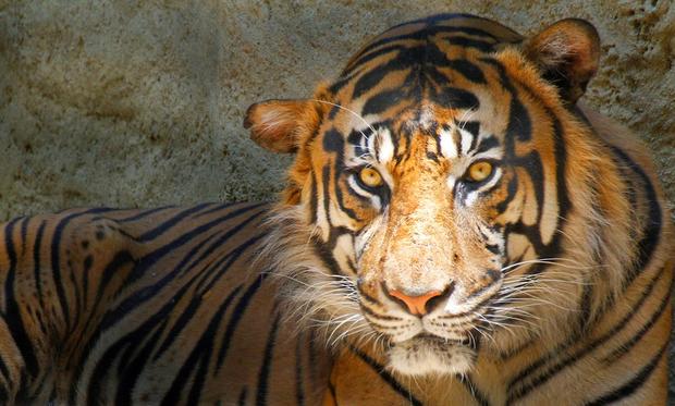 Castro the Sumatran Tiger, who had to be euthanized after a year-long battle with lymphoma. 