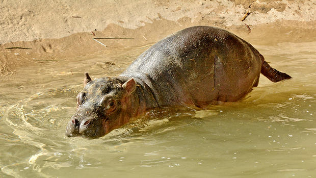 LA Zoo Baby Hippo in Water by Tad Motoyama 