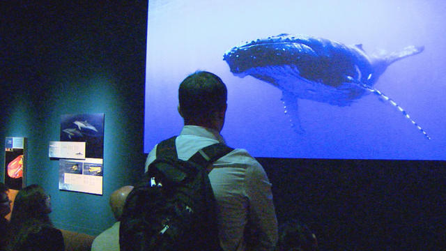 the-whales-exhibit.jpg 