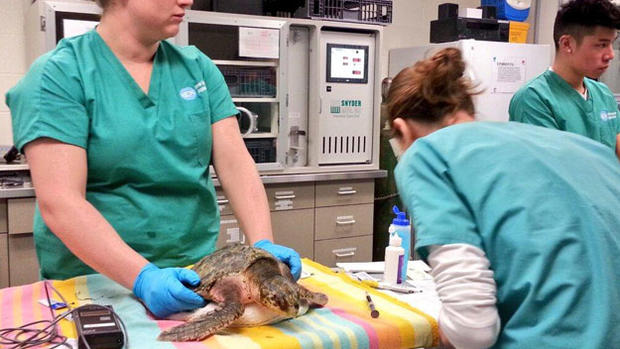 turtle-nurse 