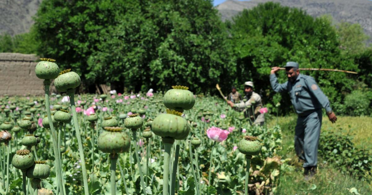 Afghanistan Opium Poppy Cultivation Up 7 Percent U N Says Cbs News