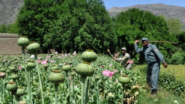 An Afghan security force member destroys an illegal poppy crop in the Noor Gal district of eastern Kunar province 