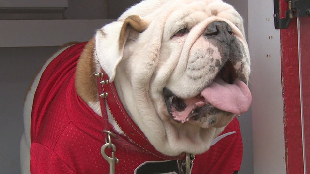 university-georgia-mascot-uga-bulldog-promo.jpg 