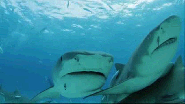sharks.jpg 