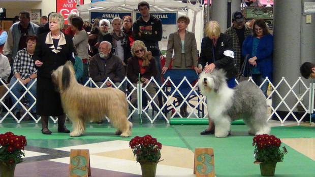 Briard and Englis0h Sheepdog At Mpls. Kennel Club Dog Show 