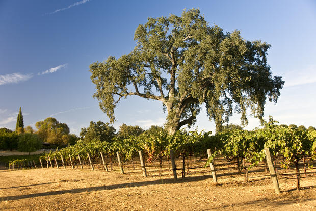 paso robles vineyard wine 