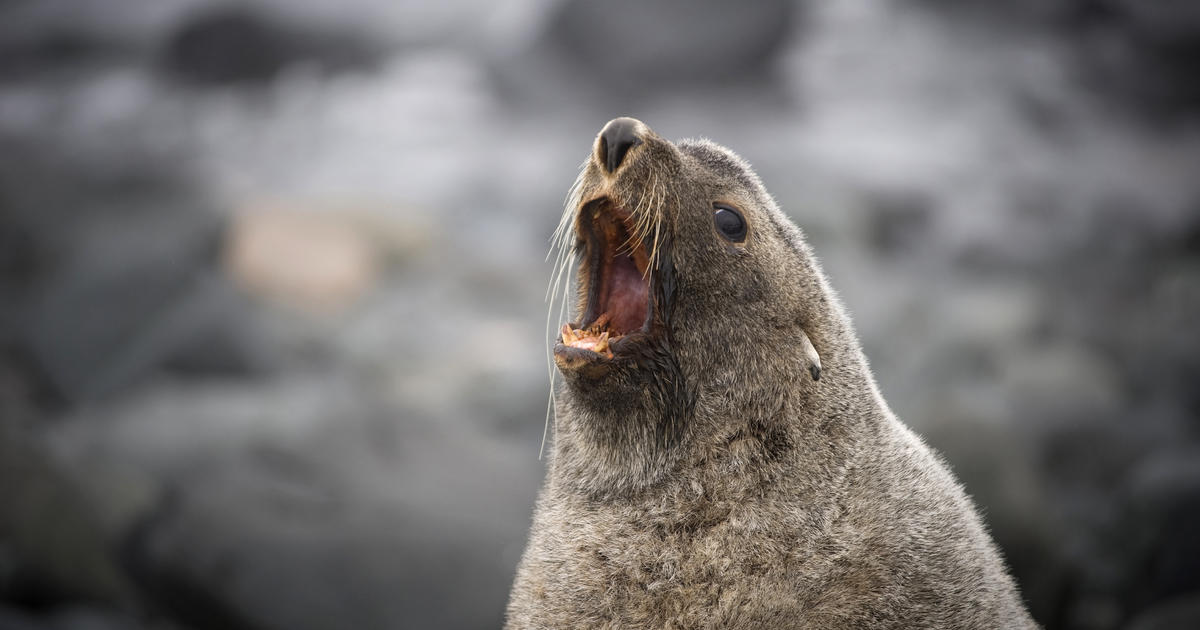 Seal Old Sex Videos - Strange but true: Seals found sexually assaulting penguins - CBS News