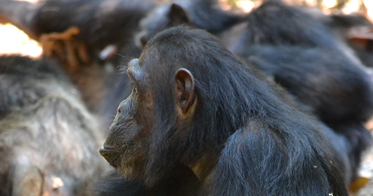 Mother chimps are more social with sons than with daughters CBS News