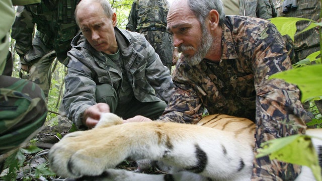 putintiger82611852.jpg 