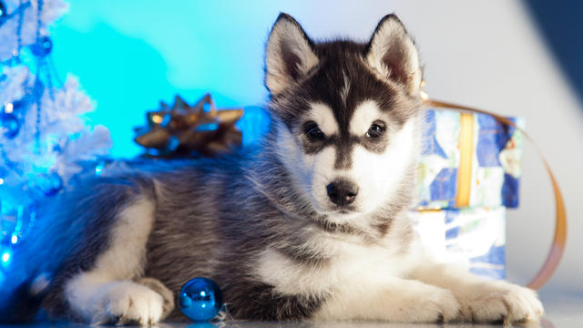 christmas-puppy.jpg 
