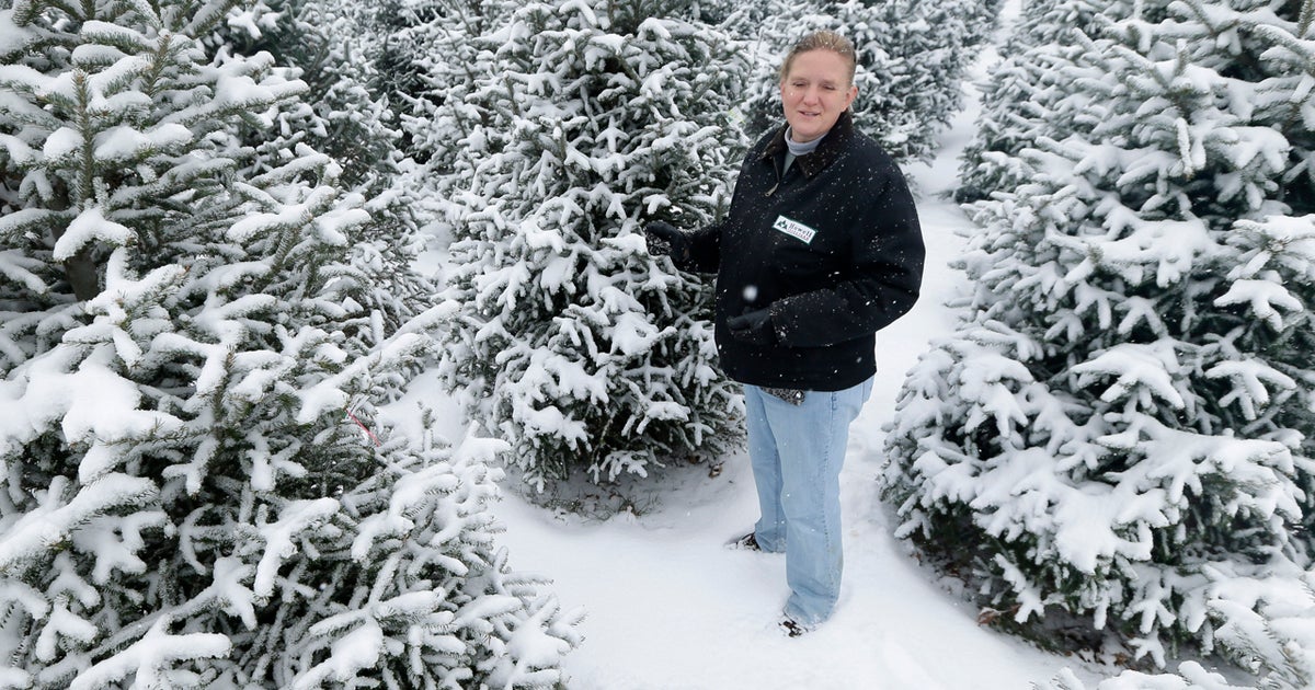 Growers thankful for higher Christmas tree prices - CBS News