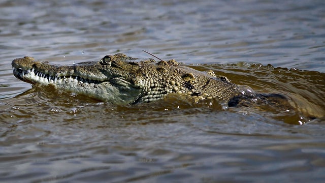crocodile147372440.jpg 