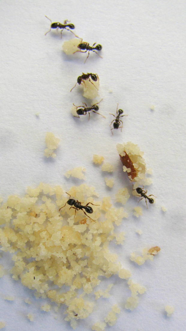ants.jpg 
