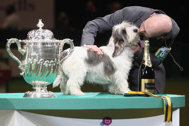 Best In Show Announced At Crufts 