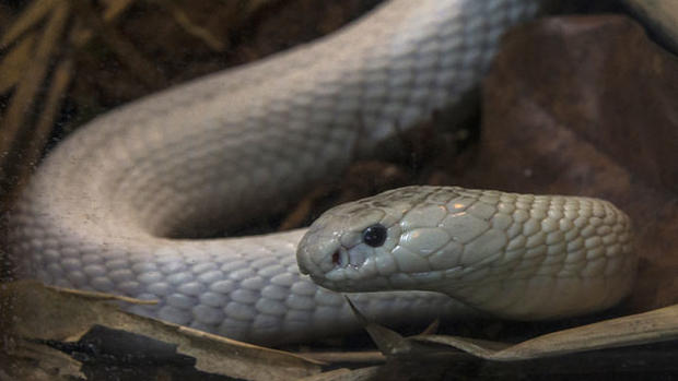san-diego-zoo-cobra 