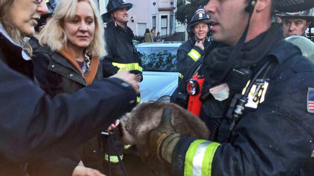 Cat Rescued from Potrero Hill House Fire 