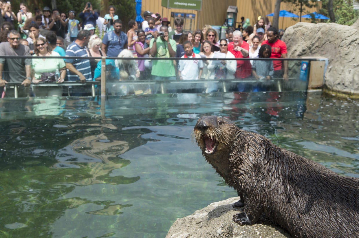 julie-larsen-maher6534sea-otter-tazo-with-visitors-backgroundaq08-06-14hr-1.jpg 