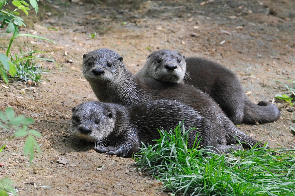julie-larsen-maher9596north-american-river-otter-and-pupsppz05-08-12hr.jpg 